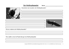 Weißkopfseeadler-Fragen-2.pdf